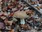 Ízletes vargánya (Boletus edulis), Őrség